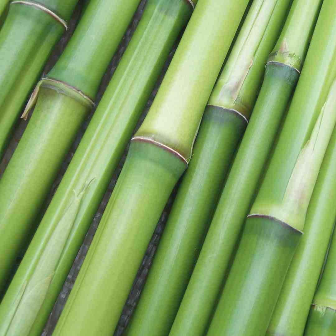 Bamboe/ grassen